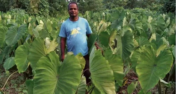Krishna Swammy at his dalo farm in Taveuni. Photo: Wati Talebula
