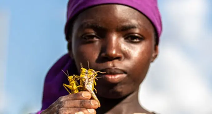 A girl shows the desert locusts in Kitui County, Kenya, Feb. 20, 2020. (Xinhua/Zhang Yu) 