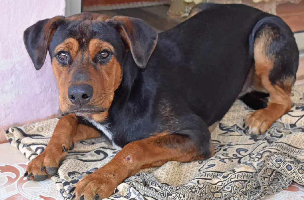 Kupa recovering at his home in Sarwan Singh Street. Photo: Shratika Naidu