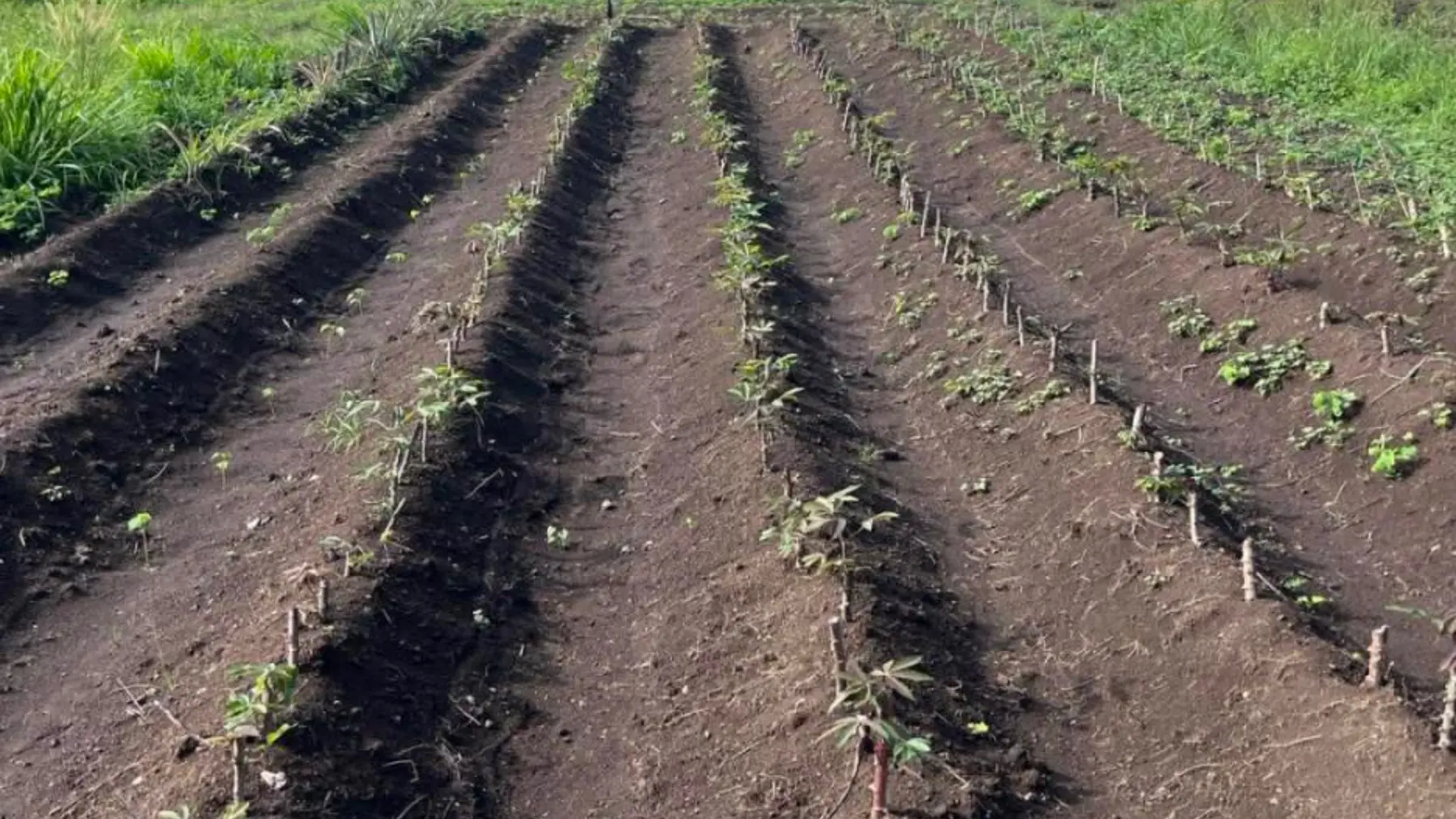 Securing support through the BLP grant marked a major milestone for Million Green Fiji, fast-tracking the company's expansion and strengthening its foundations for long-term growth. 