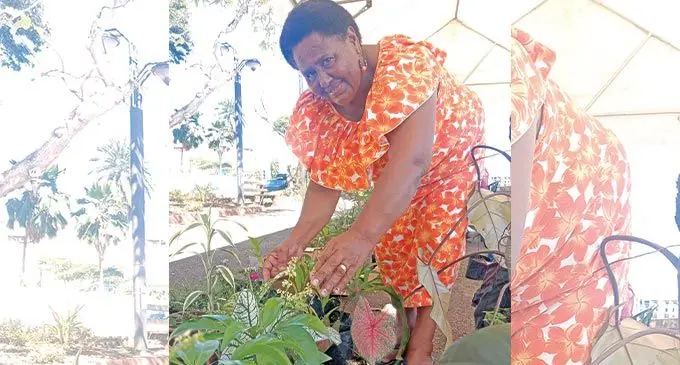 Vani Ralolokula setting up her pot plants in Suva on May 5, 2022. Photo: Laiseana Nasiga