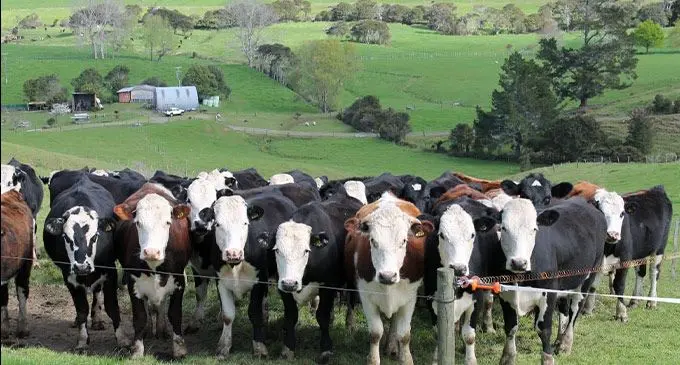 A disused district hospital in Maasina Village at Fagaloa is now being used as an animal farm.